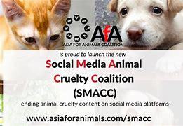 Maltraitance animale : YouTube, Facebook et TikTok trop laxistes ?