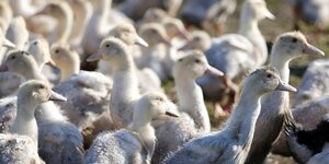 8.000 canards abattus, virus faiblement pathogene