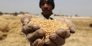 blé matières premières agriculture fermier agricole