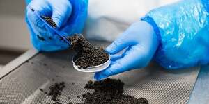 Caviar de Neuvic