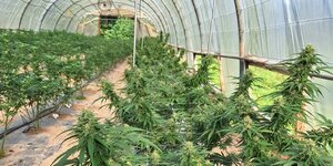 CBD O Green Lab