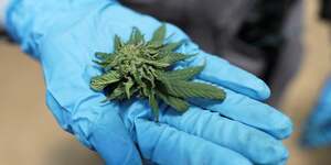 La france va experimenter l'usage medical du cannabis