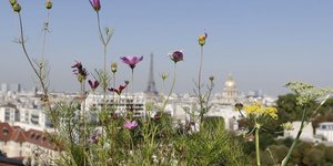 Paris, agriculture urbaine, ville, smart city, Bon March, fruits et lgumes, cologie,