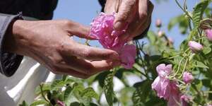 PASS Parfum