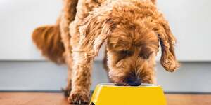 petfood