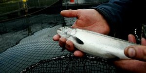 Rapprochement Chine-Norvège : une 'bonne nouvelle' pour les producteurs de saumon