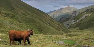Sur les quatre dEpartements auvergnats, 200.000 hectares de surface pastorale ont EtE recensEs, soit en moyenne 36 de la surface agricole utile.