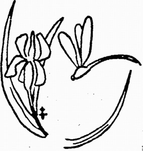 _logo
