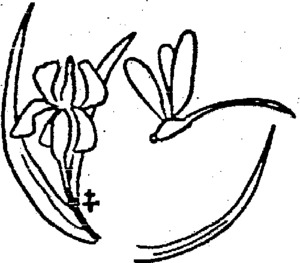 _logo