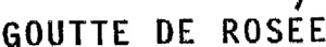 GOUTTE DE ROSEE_logo