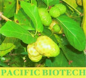 PACIFIC BIOTECH_logo