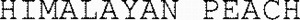 HIMALAYAN PEACH_logo