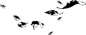 FMARK0000000095601451